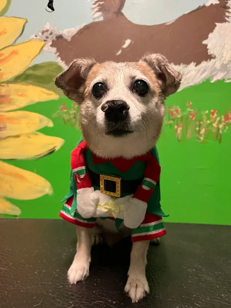 Elf Dog