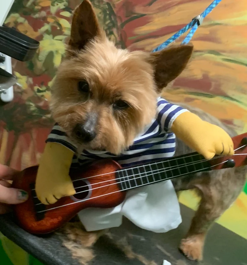 Guitar Dog